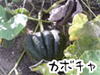 カボチャ_1.JPG