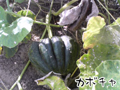 カボチャ_2.JPG