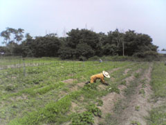 サツマイモ畑除草2.jpg