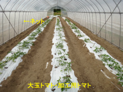 大玉トマト.jpg