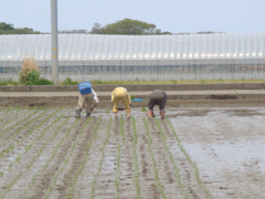 手植え！4.jpg