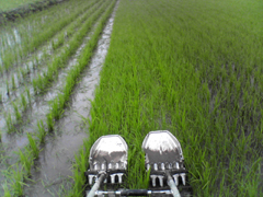 水田除草2.jpg