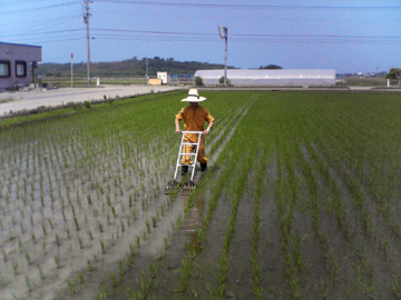 水田除草4-1.jpg