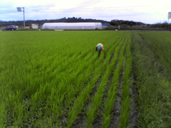 田んぼ草とり１.jpg