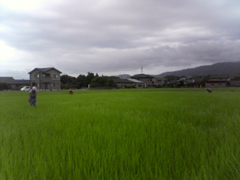 田んぼ草とり3.jpg