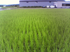 田植え前にボカシ散布.jpg