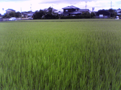 田植え後にボカシ散布.jpg