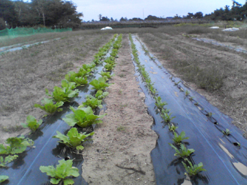 秋野菜白菜.jpg