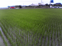 続・水田除草2.jpg