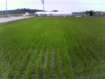 続・水田除草3.jpg