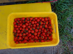 農業20121102-3.jpg