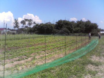 野菜畑.jpg