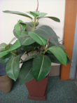 green10.jpg