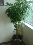 green11.jpg