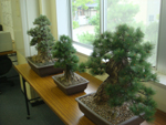 green3.jpg