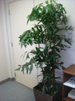 green4.jpg