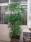 green5.jpg