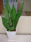 green6.jpg