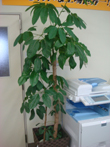 green8.jpg