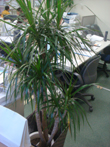 green9.jpg
